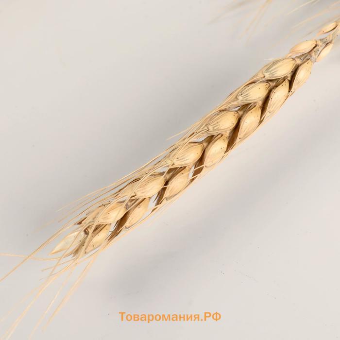 Сухоцветы «Пшеница», h=60 см, набор 10 шт., бежевые