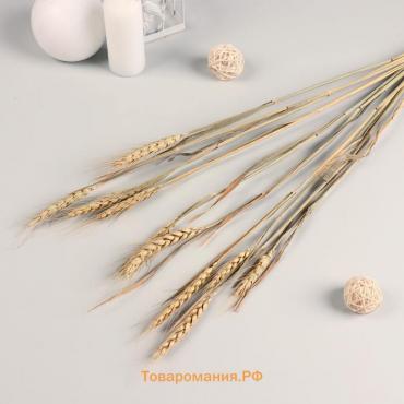 Сухоцветы «Пшеница», h=60 см, набор 10 шт., бежевые