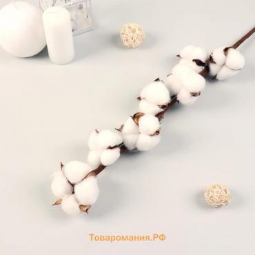 Декор сухоцвет «Хлопок», h=70 см, d=5 см
