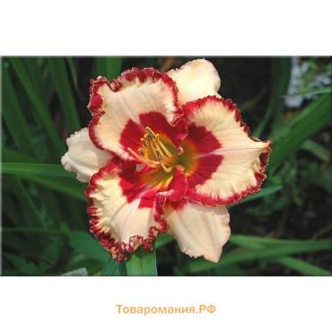 Лилейник Vanilla With Love, многолетник, корневище в пакете с торфогрунтом, р-р I, 1 шт.